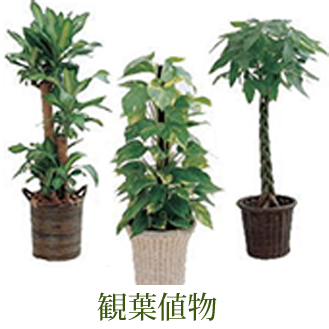 観葉植物