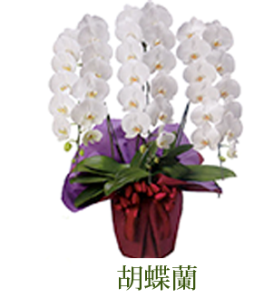 胡蝶蘭