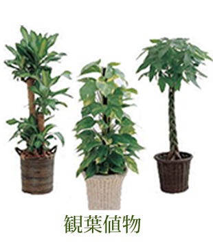 観葉植物