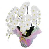 �򥳥��祦���(����)