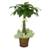 �ѥ���(�����ؾ���)