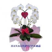 �ϡ��ȸ�ĳ��(��/��)