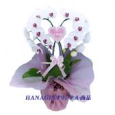 �ϡ��ȸ�ĳ��(��/���ߥ����)