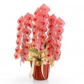 ���դ���ĳ��(��å�)