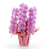 ���դ���ĳ��(������)