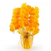 ���դ���ĳ��(�����)