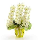 ���դ���ĳ��(ø������)