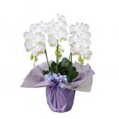 �������ѤΥ����祦���(��)